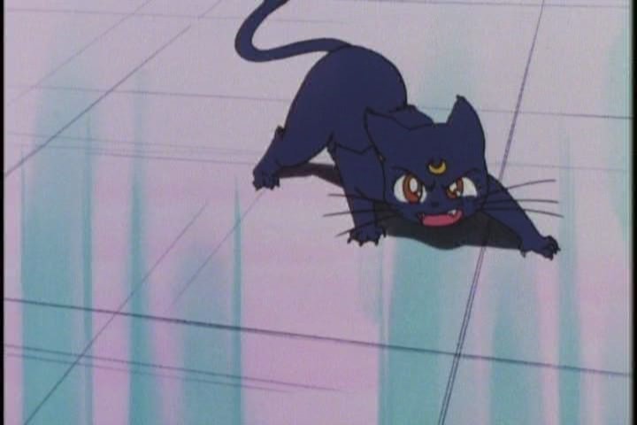 If a cat looks at you like this, dont bother running - itll catch you